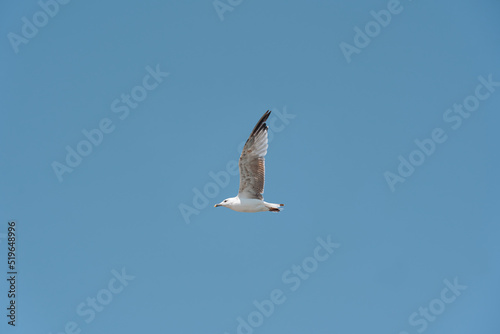 A lone seagull flies against a blue sky without clouds.