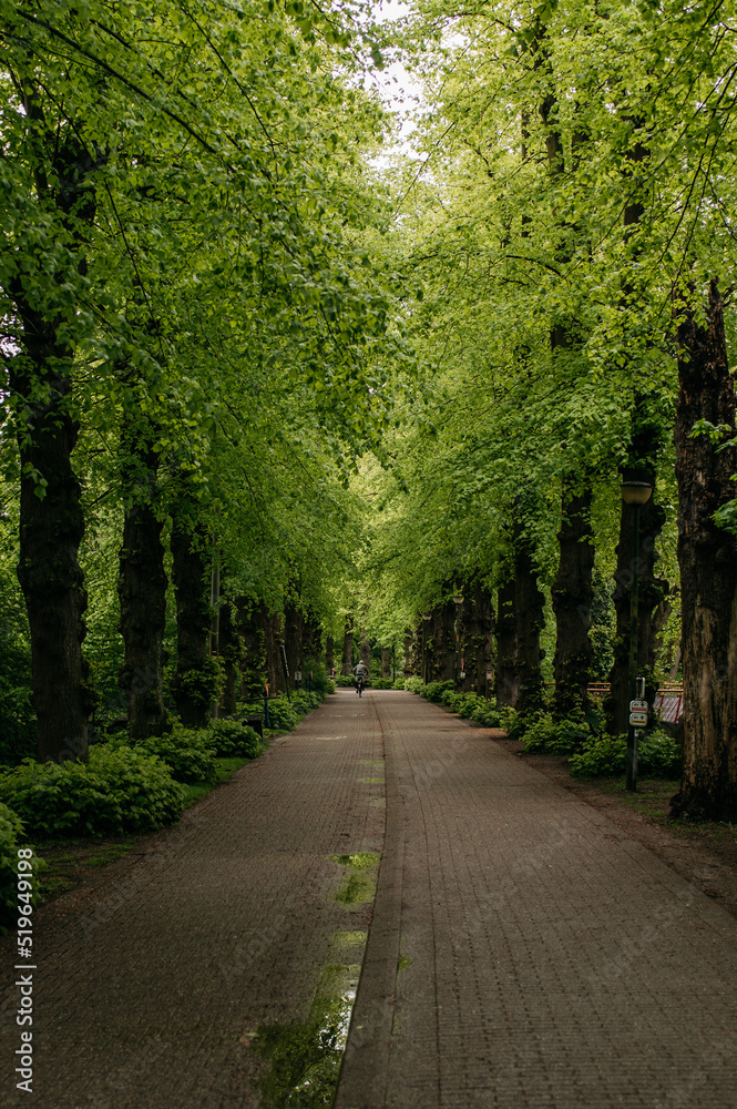 Fototapeta premium road in the forest green park europe