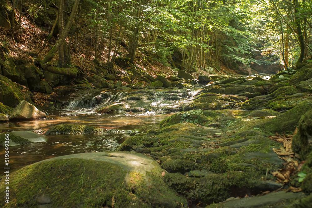 Obraz premium potok w lesie