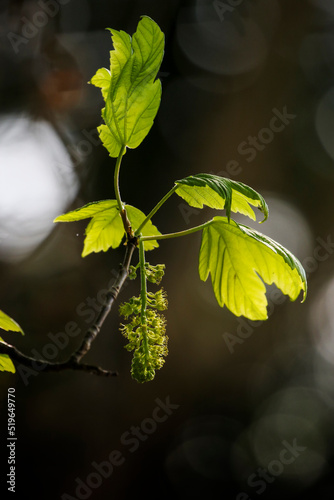 Sycamore leaves and flower panicle, backlit by evening light, dark brown bokeh background. Foliage of "Acer pseudoplatanus". Concept organic growth and freshness. Ireland