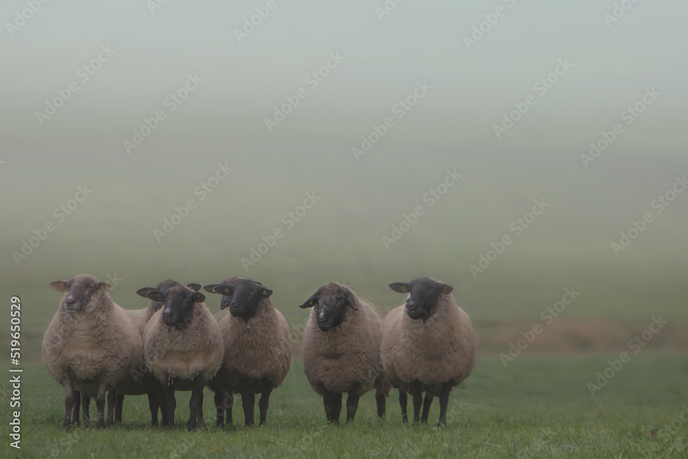 Obraz premium Seven black-faced sheep lined up standing on pasture, cold misty day