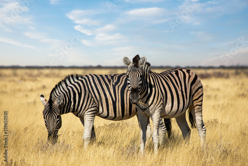   Two zebras in the savannah in the wild  