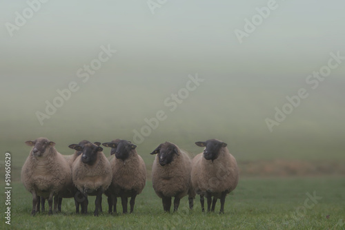 Seven black-faced sheep lined up standing on pasture, cold misty day photo