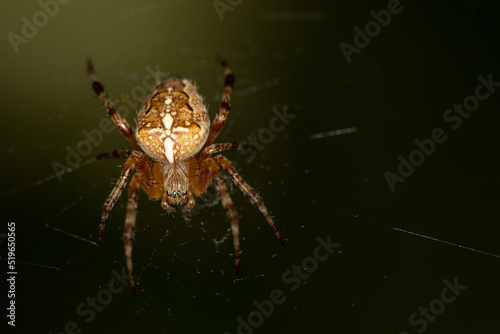 A garden spider, cross spider, sits on its web, Araneidae, Araneus diadematus
