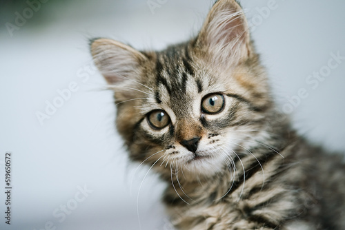 Portrait of a little kitten. Kitty two months       © D'Action Images