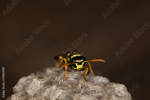 A wasp, paper wasp, building a nest, macro, Vespidae, Polistinae