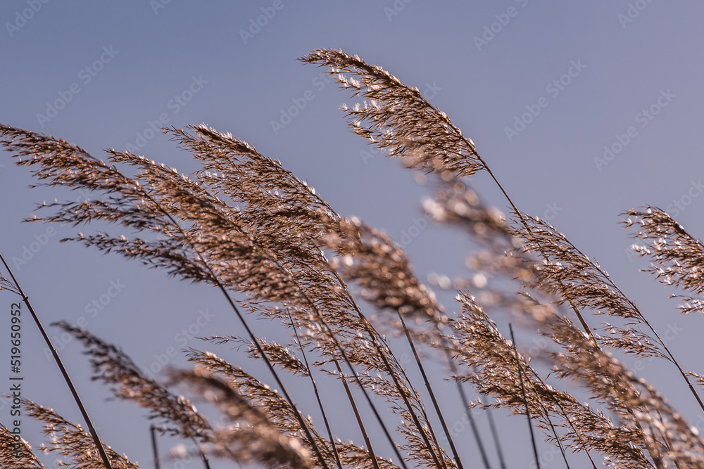 Fototapeta premium Reet Halme oder genauer Schilfgras weht im wind, wächst oft in der Nähe von Wasser, Ruhiges Bild in minimaler Zen-Stimmung