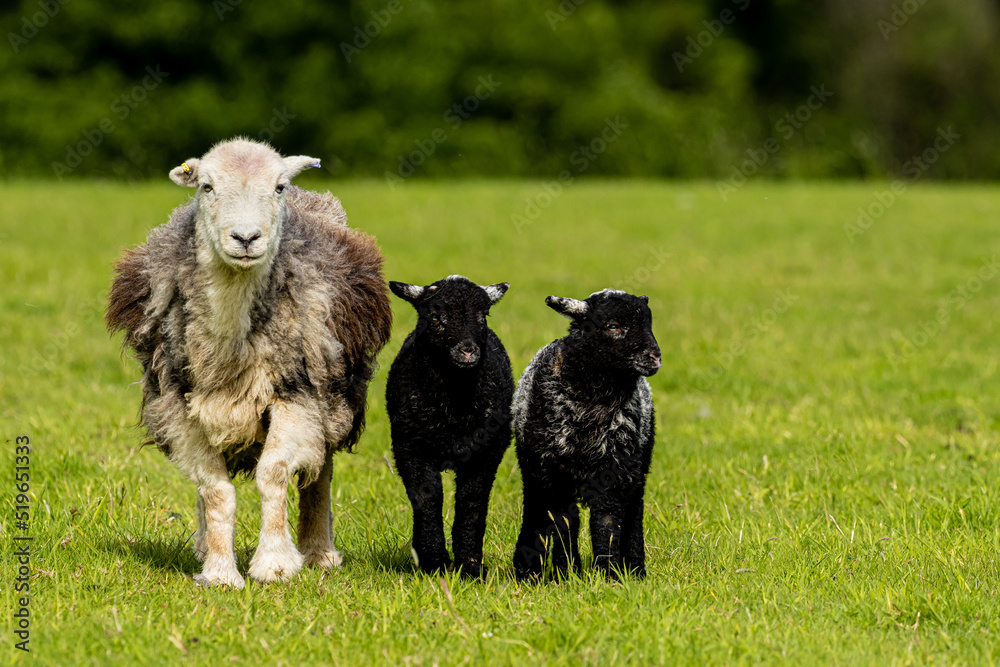 Herdwick Sheep
Herdwick sheep are a breed of domestic sheep originating in the United Kingdom. They are native to the Lake District of Cumbria in North West England. Herdwick Sheep
Herdwick sheep are a breed of domestic sheep originating in the United Kingdom. They are native to the Lake District of Cumbria in North West England.