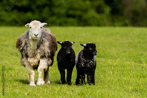 Herdwick Sheep 
 Herdwick sheep are a breed of domestic sheep originating in the United Kingdom. They are native to the Lake District of Cumbria in North West England. 
