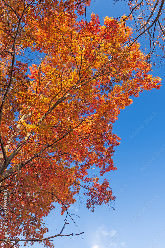 Dramatic Fall Colors Overhead