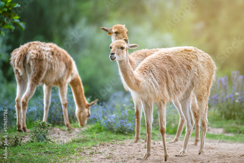 Vicuna. Several vicunas stand on a hillock in the evening sun and eat grass. An animal similar to a llama or alpaca. photo