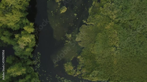 Flight over european forest and floating river vertical view from above during sunset. Top aerial view of dense wood. Slow and cinematic flight over forest with dark shadows and river foliage