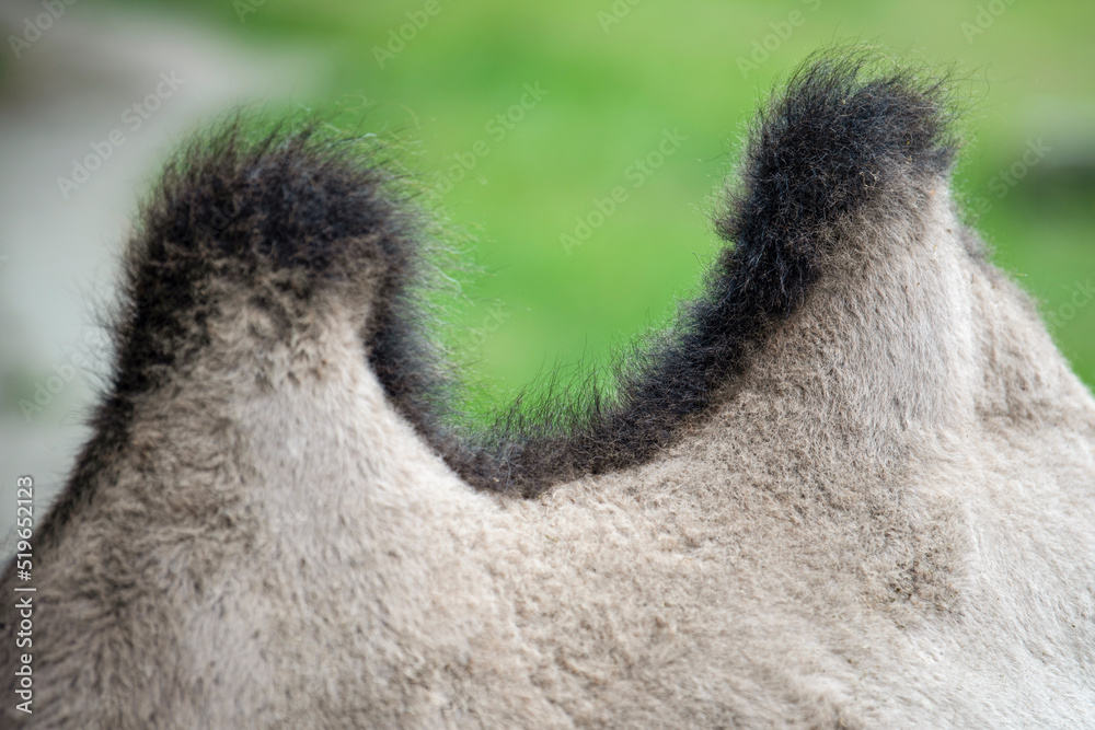 Camel hump closeup. The back of a camel with two humps. Humpback