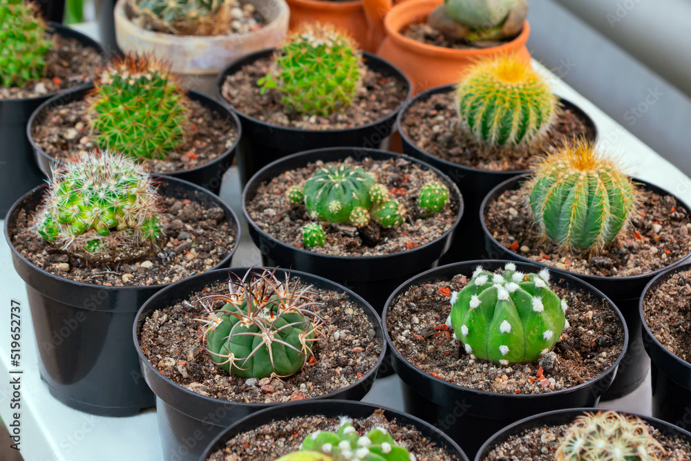 Cacti on a pots stand in a row on a shelf in an African (tropical) greenhouse close up