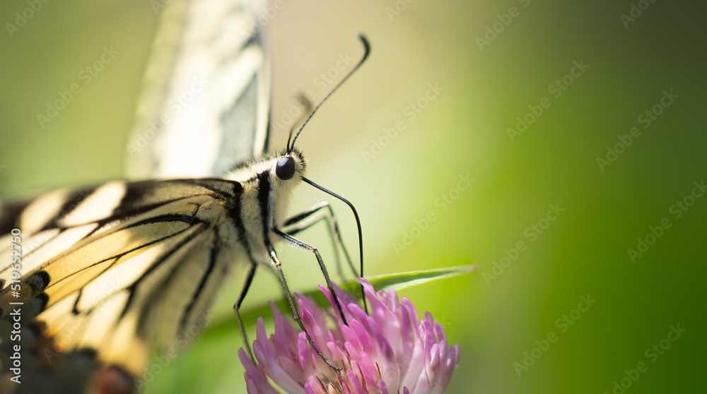 Motyl siedzący na koniczynie, aparat gębowy, rurka  - obrazy, fototapety, plakaty 
