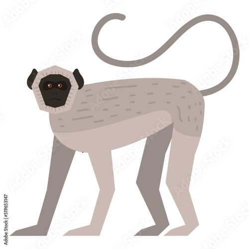 spider monkey animal