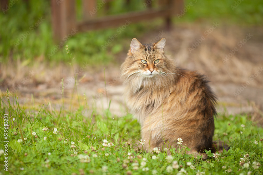 Young long haired brown cat walks outdoor next to the house.