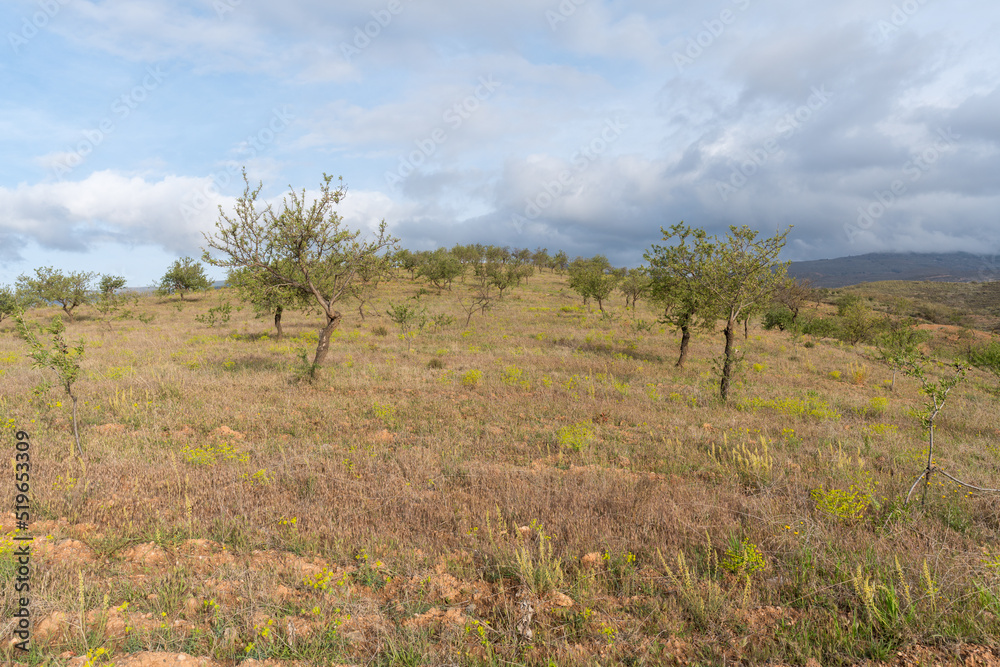 almond cultivation in southern spain