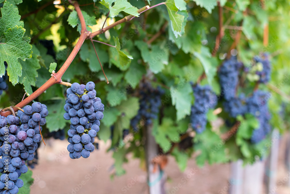 Grape vines on agricultural plantation in summer