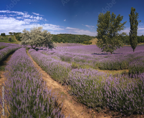Wonderful lavender field in Hungary