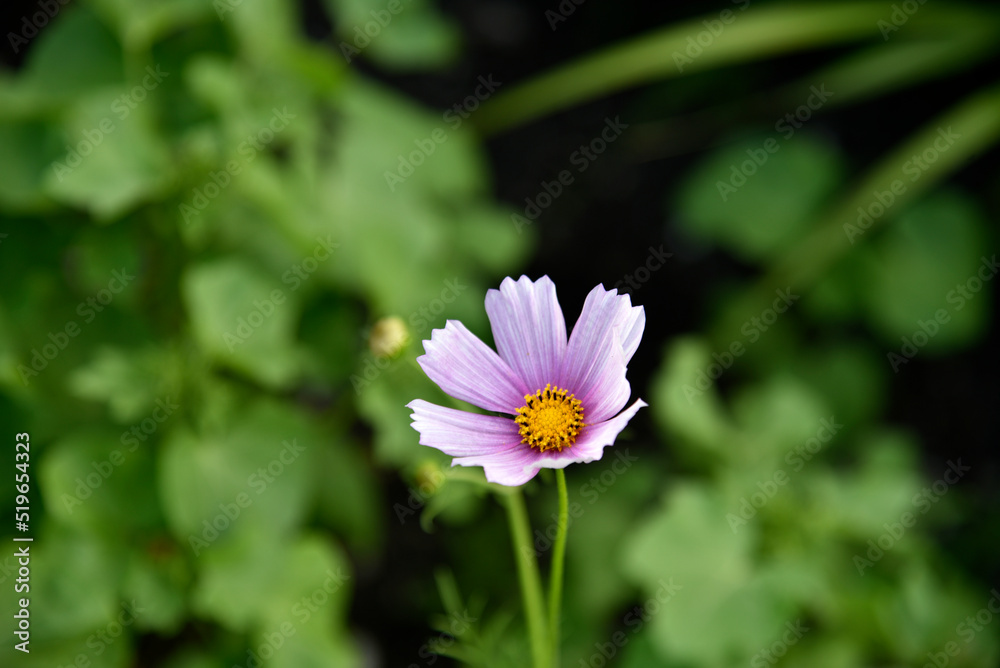 Purple cosmea flower in the summer garden Purple cosmea flower in the summer garden