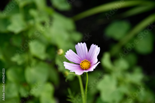 Purple cosmea flower in the summer garden
