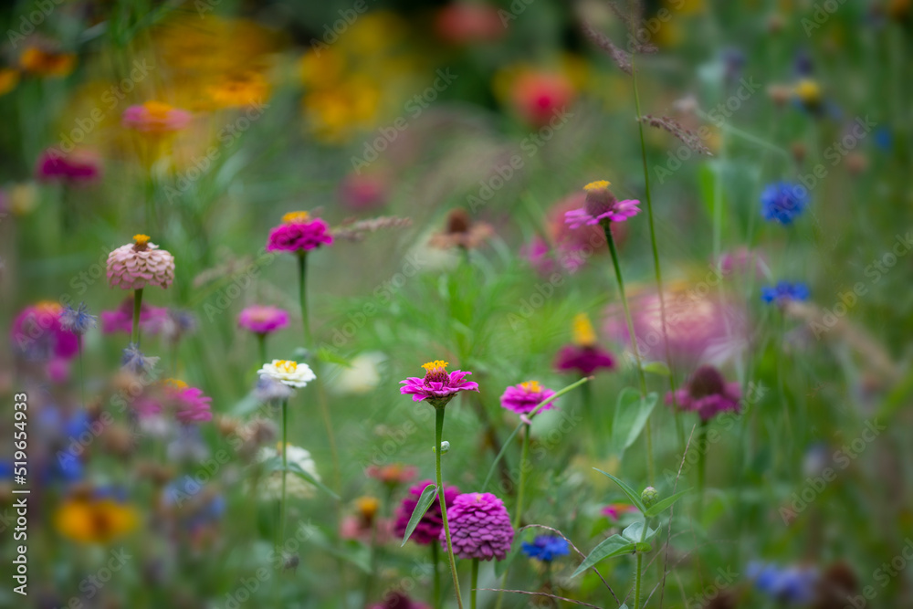 beautiful meadow flowers with nice bokeh - soft focus art floral background beautiful meadow flowers with nice bokeh - soft focus art floral background