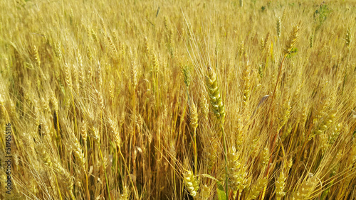 Ripening ears of yellow wheat field