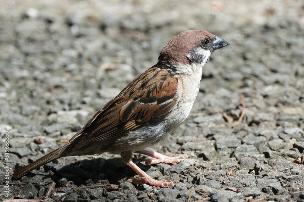 sparrow on a ground sparrow on a ground