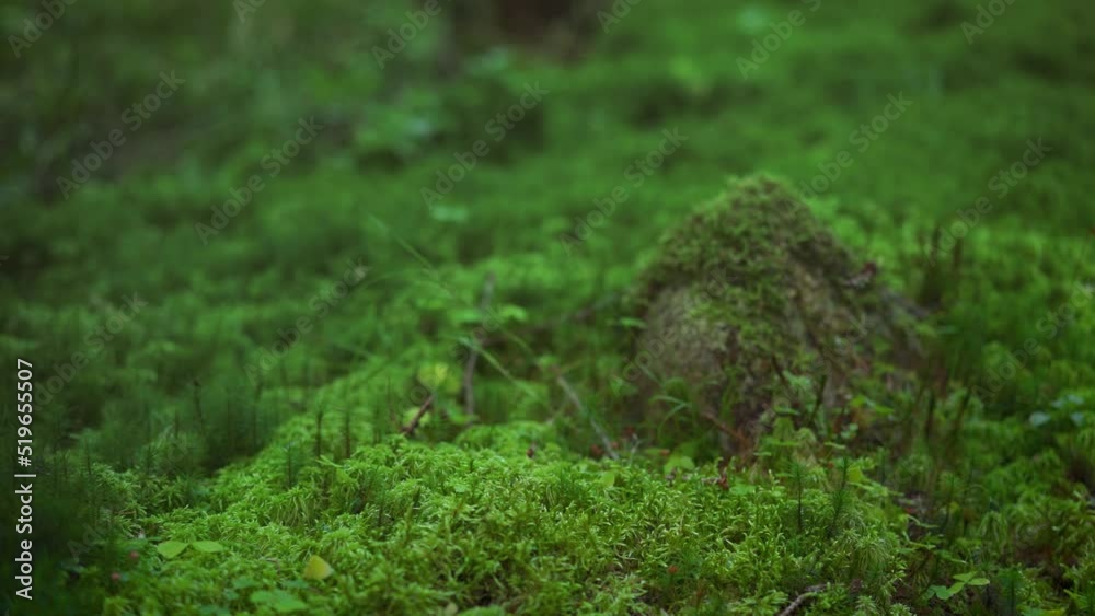 Fine green moss and tiny mushrooms growing on dark forest ground, few small twigs near, camera slides forward, closeup macro detail