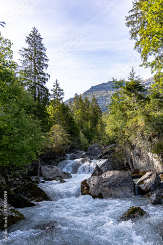 river between trees in forest, sunrise in cloudy sky, green trees, water on rocks in nature