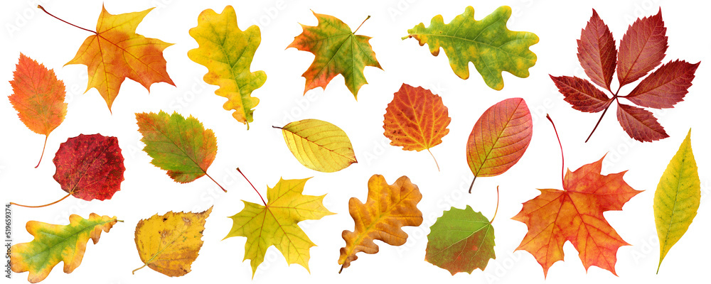 Obraz premium collection of autumn leaves isolated on a white background.