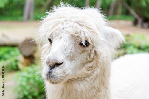 Muzzle of white llama alpaca animal outdoors