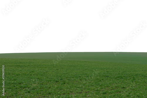 Green field as a background. Green grass in spring isolated on white background.