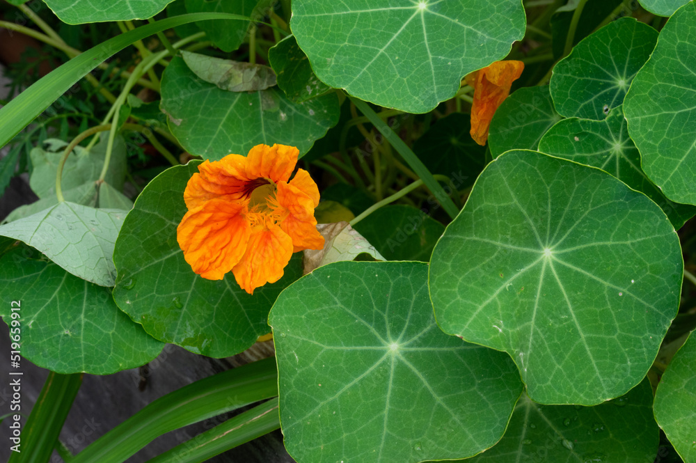 orange nasturtium flowers in the garden