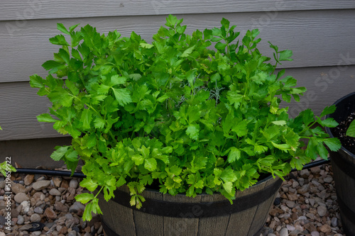 cilantro herbs in a pot