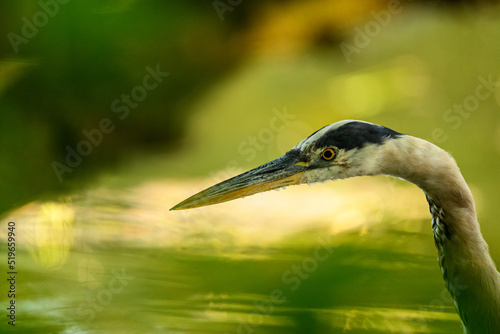 Close up photo of a Great blue heron (Ardea Herodias) taken through green vegetation, British Columbia, Canada