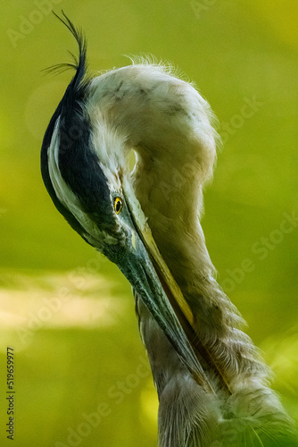 Close up photo of a Great blue heron (Ardea Herodias) taken through green vegetation, British Columbia, Canada