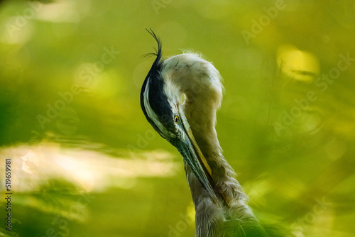 Close up photo of a Great blue heron (Ardea Herodias) taken through green vegetation, British Columbia, Canada
