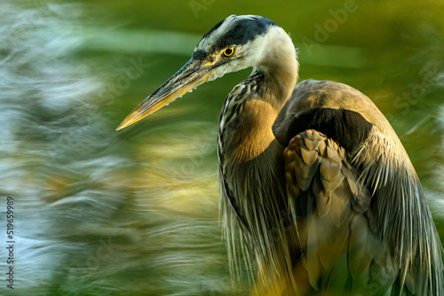 Close up photo of a Great blue heron (Ardea Herodias) taken through green vegetation, British Columbia, Canada