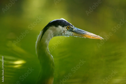 Close up photo of a Great blue heron (Ardea Herodias) taken through green vegetation, British Columbia, Canada