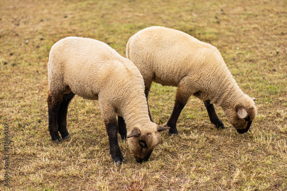 two young sheep eat dry grass on the field. Close-up postcard. The concept of agriculture, business, the world around, farmers. High quality photo two young sheep eat dry grass on the field. Close-up postcard. The concept of agriculture, business, the world around, farmers. High quality photo