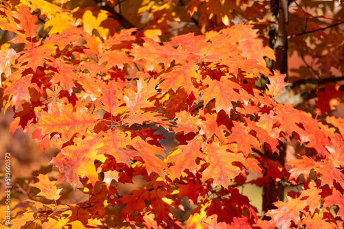 orange oak leaves. natural autumn background. fall beauty