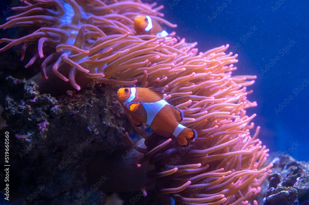 Nemo vor seiner Anemone - obrazy, fototapety, plakaty 