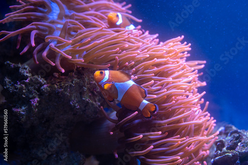 Nemo vor seiner Anemone