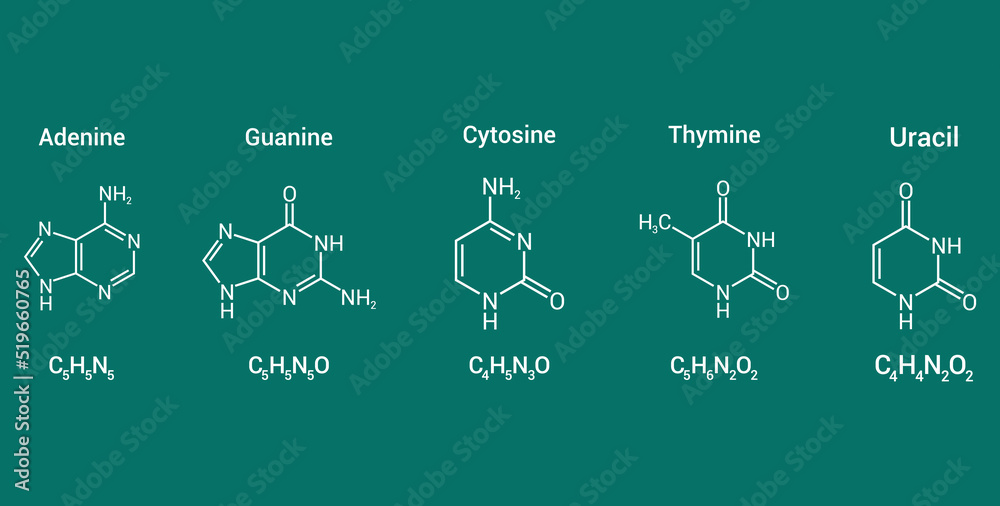 structure of RNA nucleobases. Adenine Guanine Cytosine Thymine and