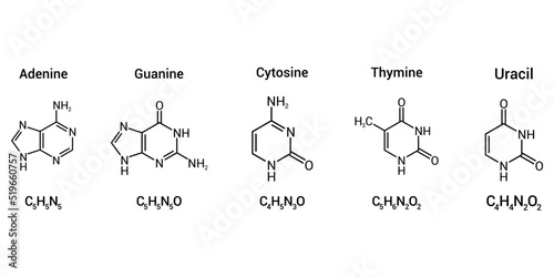 structure of RNA nucleobases. Adenine Guanine Cytosine Thymine and Uracil photo