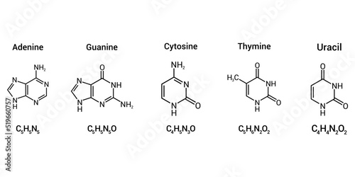 structure of RNA nucleobases. Adenine Guanine Cytosine Thymine and Uracil