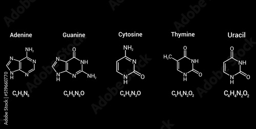 structure of RNA nucleobases. Adenine Guanine Cytosine Thymine and Uracil