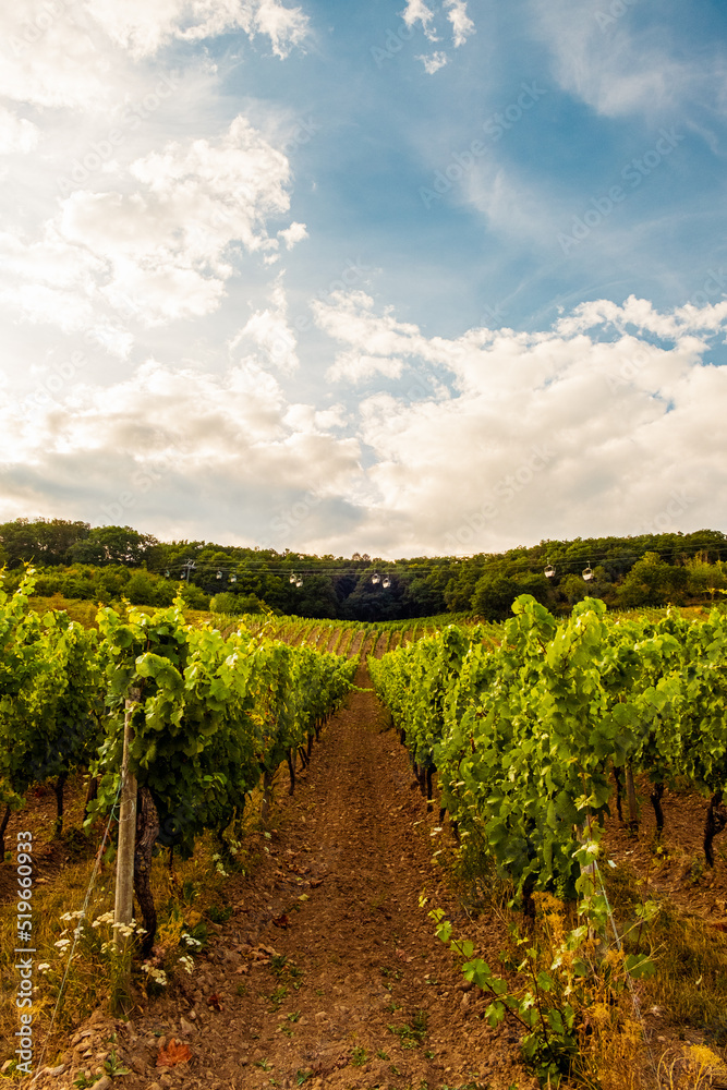 Riverside vineyard on a sunny day right before the harvesting season in the Rheingau-Taunus-Kreis region in Hesse, Germany. Rows of vines in a vineyard in a European rural area